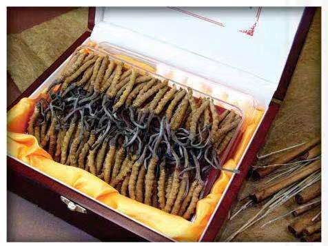 秀峰冬虫夏草回收